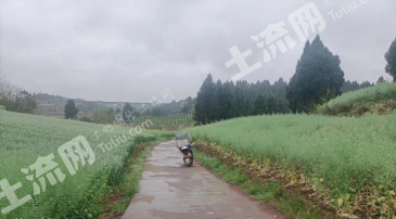 遂宁安居区 1000亩 旱地 经营权出租