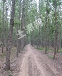 齐齐哈尔梅里斯达斡尔族区189.9亩有林地转让
