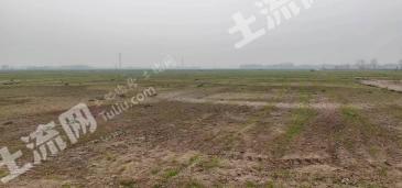 邢台威县 500亩 水浇地 经营权出租