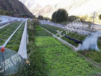 四川甘孜 69.59亩 水浇地 经营权出租