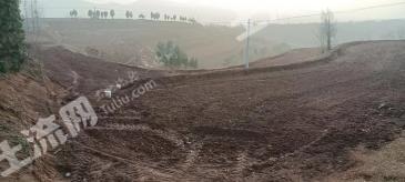 三门峡陕州区 1500亩 其它林地 经营权出租