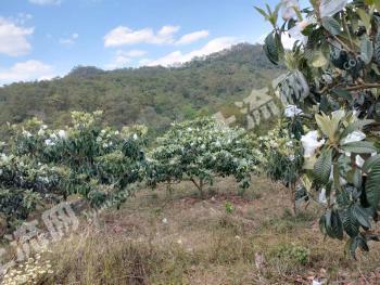 普洱市景东彝族自治县 30亩果园 经营权转让