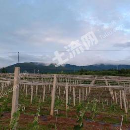 吉林永吉县180亩园地-果园经营权转让