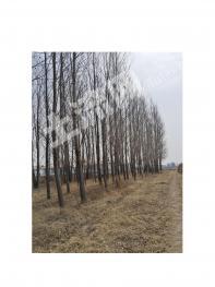 哈尔滨方正县 2.03亩有林地 经营权出租