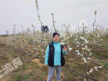 德阳罗江区37亩果园 经营权转让