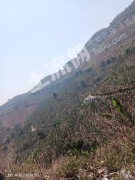 红河元阳县 700亩 果园 经营权出租