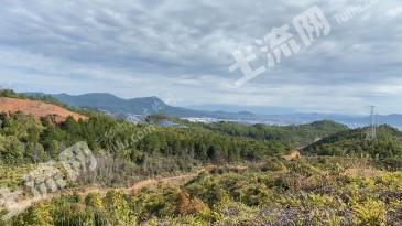 赣州石城县530亩有林地经营权出租