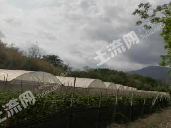 海南五指山市 15亩 水浇地经营权 出租