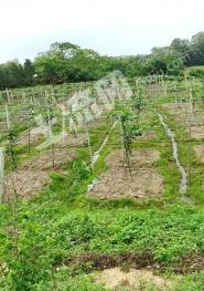 湛江坡头区 130亩 水浇地经营权 转让