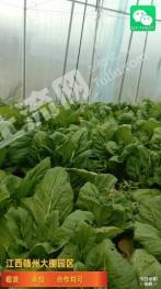 赣州上犹县 36.18亩 菜园 经营权出租