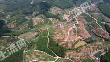 南宁邕宁区 493亩 其它林地 经营权转包