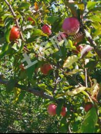 吉林永吉县 80亩 其它林地 经营权转让