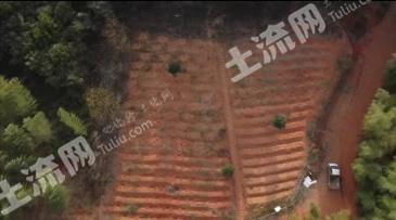 无锡宜兴市 250亩 有林地 经营权转让