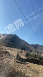 承德隆化县 300亩 有林地 经营权转让