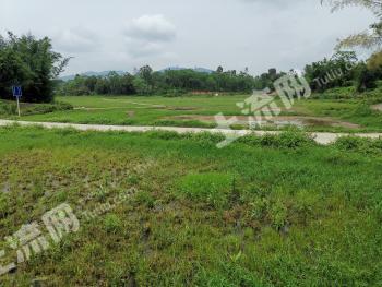 阳江阳西县251.28亩水田经营权出租