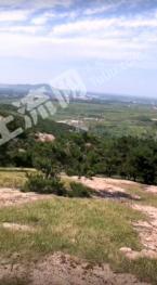 潍坊诸城市 1200亩 其它林地 经营权转让