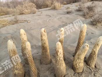 新疆和田皮山县2000亩灌木林地经营权出租