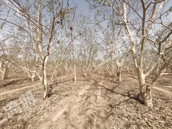 阿拉尔市40亩核十三年桃地经营权转让