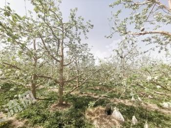 五团14.74亩14年苹果园经营权转让