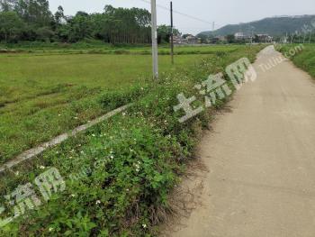 阳江阳西县 1006.19亩 水田 经营权出租