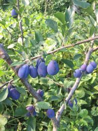 吉林蛟河市 18亩 果园 转让