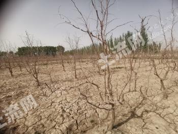 阿拉尔市31.4亩12年灰枣果园经营权转让