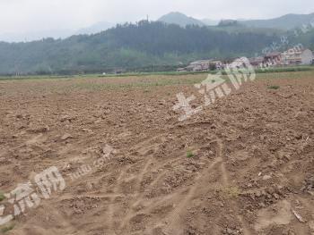 十堰房县 250亩 水田 经营权出租