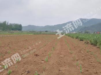 十堰房县150亩水浇地经营权出租