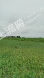 通辽扎鲁特旗 30000亩 旱地 经营权出租