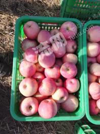 锦州凌海市 500亩 果园 经营权转让