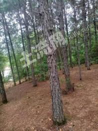 吉安吉水县 129.07亩 灌木林地 经营权转包