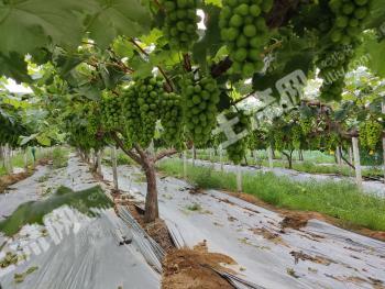 广东清远清城区120亩葡萄园经营权转让