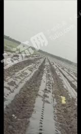 白城大安市 37000亩 水浇地 经营权出租