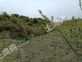 辽宁营口 300亩 畜牧养殖用地 经营权转让