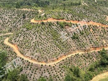 梅州五华县 1337亩 乔木林地 经营权转让