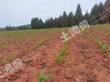 德阳中江县50亩其它耕地经营权出租