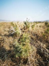 吉林永吉县150亩灌木林地转让