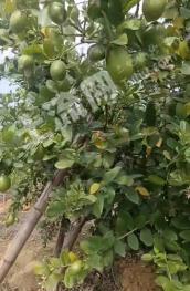 云浮罗定市 190亩 果园 经营权转让