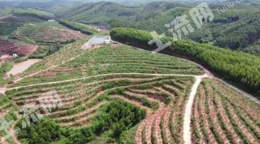 南宁邕宁区493亩有林地经营权转让