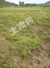 安顺平坝区31.15亩旱田经营权出租