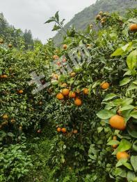 柳州柳南区 130.15亩 果园（沃柑）经营权出租/合租/ 转包