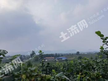 丹东凤城市 300亩 果园 经营权转让