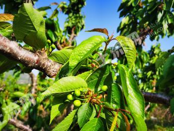 烟台福山区 23.6亩 果园 经营权转包