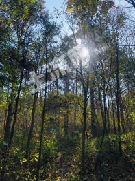 本溪桓仁满族自治县 400亩 有林地 转让