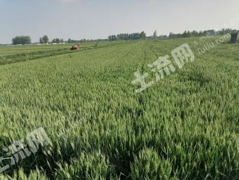 安徽宿州泗县4.16亩旱地经营权转让