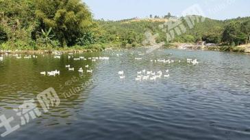 汕尾陆丰市 68.03亩 坑塘水面 经营权转让