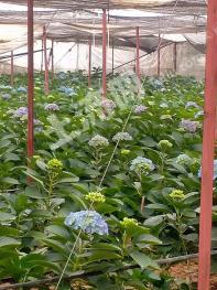 楚雄禄丰县 17亩 旱地 经营权转让