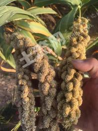 大同天镇县 80亩 旱地 经营权合作