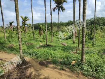 万宁市100亩其它耕地经营权转让