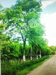 北京昌平区 250亩 其它耕地 经营权转让